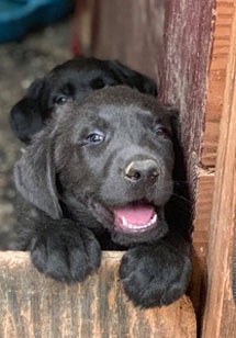 black Labrador puppies